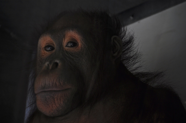 Kasih, a Bornean Orangutan